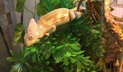 小鲜肉多肉馆爆料视频播放,视频播放量惊人揭秘馆内魅力